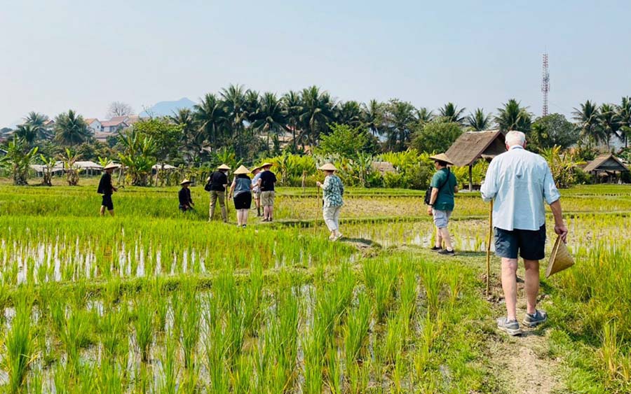 Hoi An rice field - rice fields in vietnam